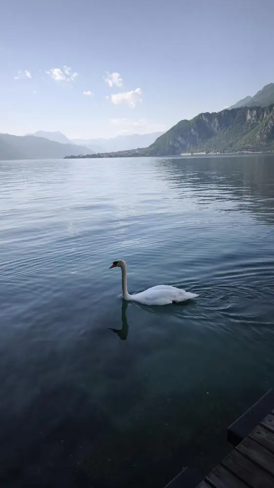 A swan on the calm lake at dawn